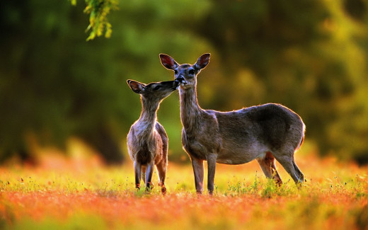 �1760256 �������(a): ����������:1920x1200